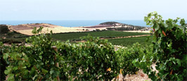 red wine from Sulcis, southwestern Sardinia 
