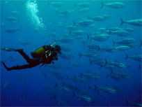 Snorkeling and scuba diving in Sardinia South West