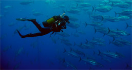 scuba diving snorkeling