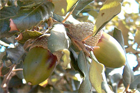 Acorns of cork oak 