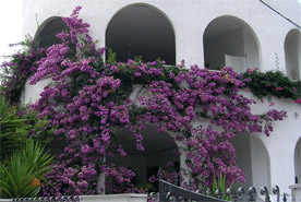 Bouganvillea