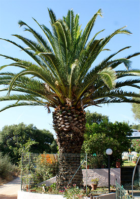 Canaries palm  