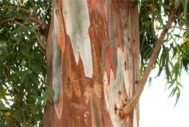 Eucalyptus trunk