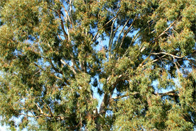 Eucalyptus tree 