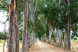 Eucalyptus alley