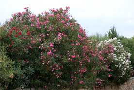 Oleander