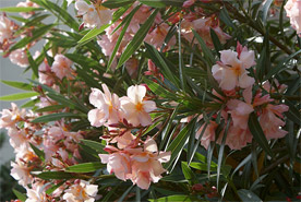 Oleander