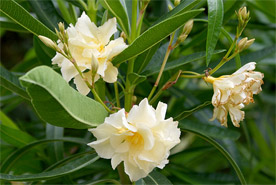 Oleander