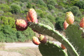 Prickly pear 