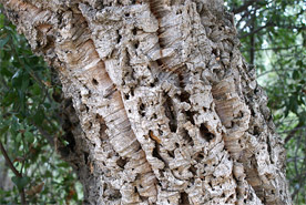 Trunk of cork oak