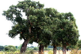 cork oak 