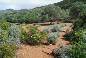 Mediterranean maquis 