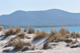 Porto Pino dunes