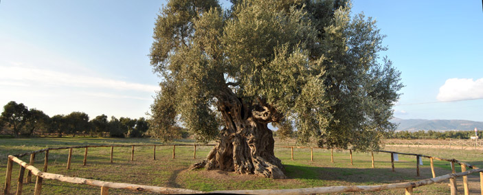 centuries old  olive tree 